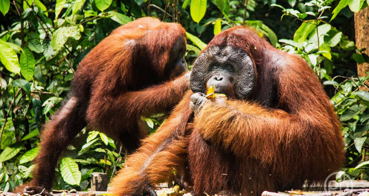 Exploring Tanjung Puting: A Complete Guide to Orangutan Encounters and River Boat Adventures in Borneo