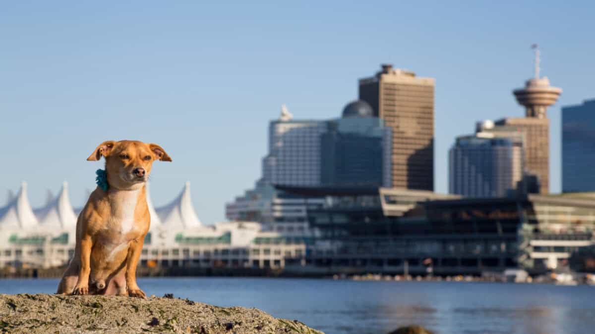 Pet Friendly Vancouver – Vancouver Forum