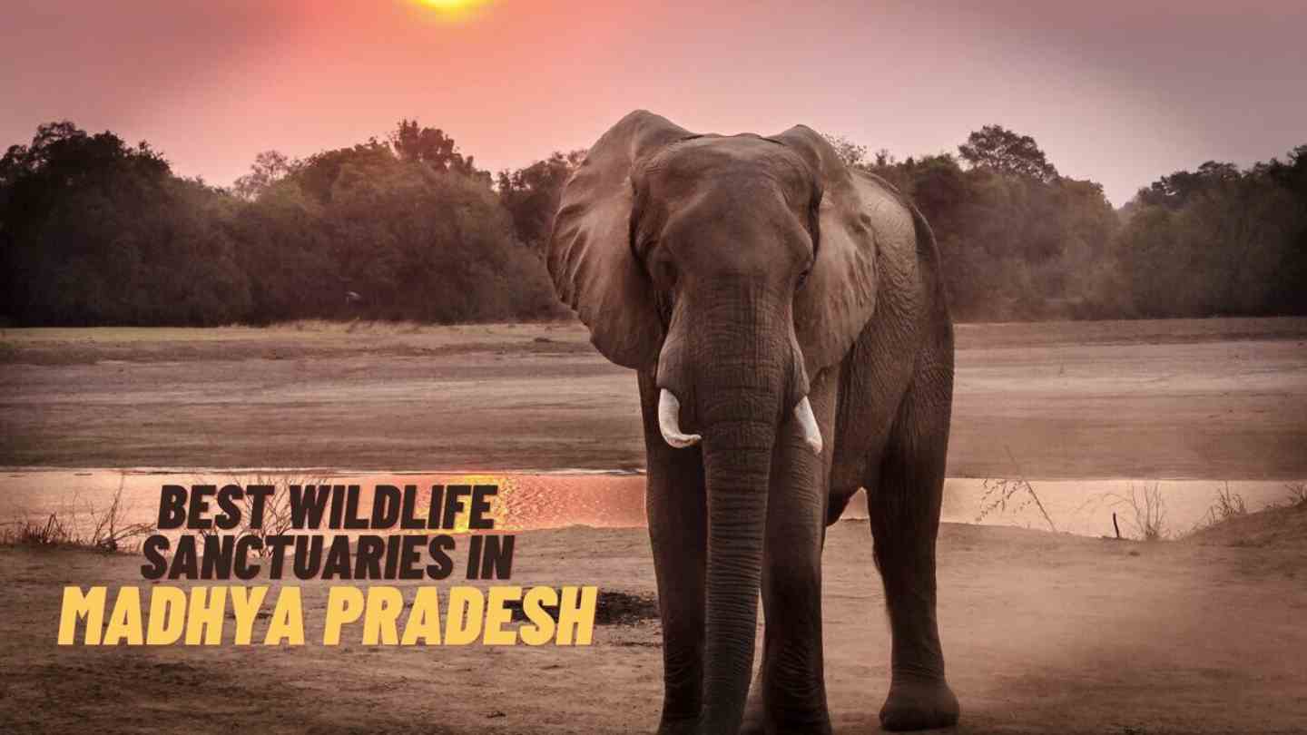 Top 7 Wildlife Sanctuaries to Visit in Madhya Pradesh