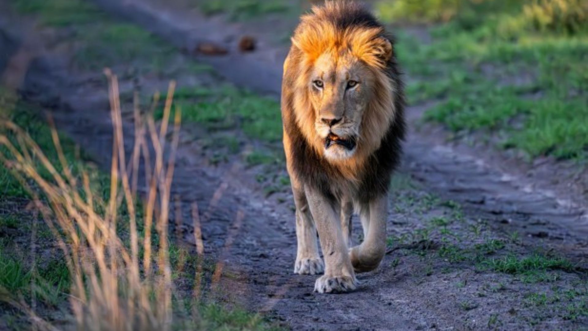 Top_15_Wildlife_Safari_Destinations_in_Africa